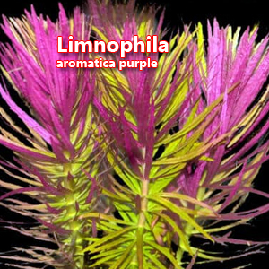 Limnophila aromatica purple